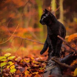 Meet your Posher, Ale